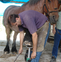 Farrier, Farrier Services in Coatesville, PA