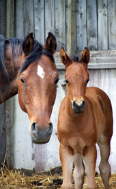 Horses, Farrier Services in Coatesville, PA